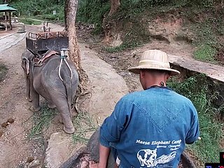 Elefante che guida in Tailandia con adolescenti